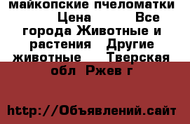  майкопские пчеломатки F-1  › Цена ­ 800 - Все города Животные и растения » Другие животные   . Тверская обл.,Ржев г.